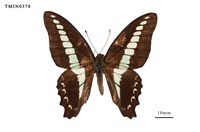 藏品(青鳳蝶)的圖片